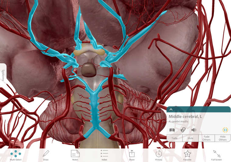 The Circle of Willis in context, with other cerebral vasculature