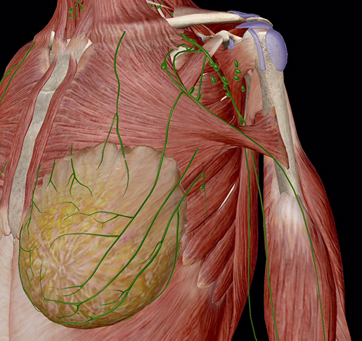 Understanding Breast Cancer Anatomical Chart