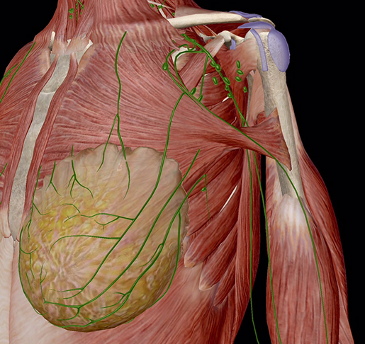 female-breast-and-lymphatic-system