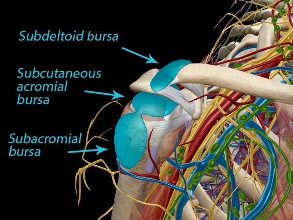 Bursitis: The (Fallen) Unsung Heroes Behind Joint Mobility Bursitis: The (Fallen) Unsung Heroes Behind Joint Mobility