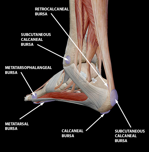 bursitis-foot-ankle-bursae-update