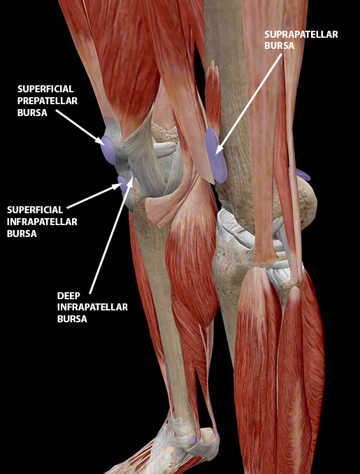 Bursitis The Fallen Heroes of Joint Mobility