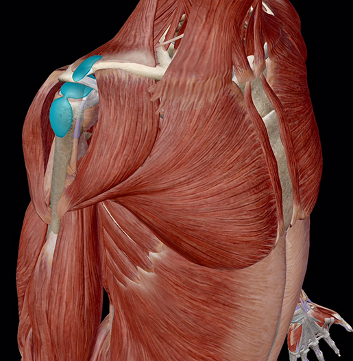 bursitis-shoulder-bursae