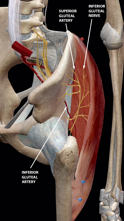 Gluteus minimus - Origin, insertion and actions