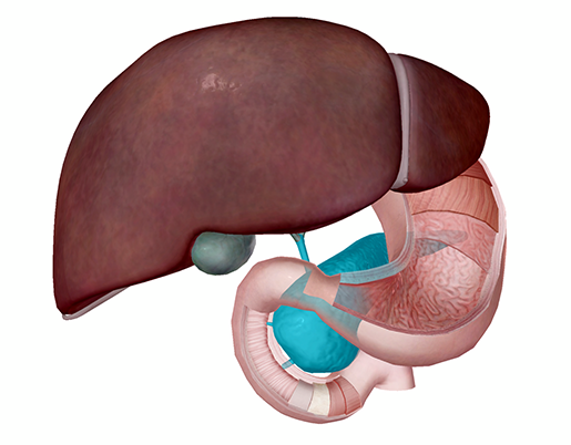 cf-blog-pancreas-w-accessory-organs