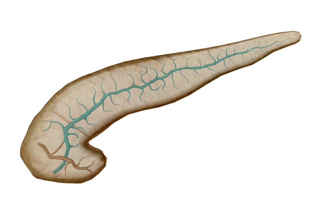 pancreas-main-duct