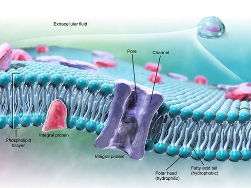 cell-membrane-phospholipid-bilayer