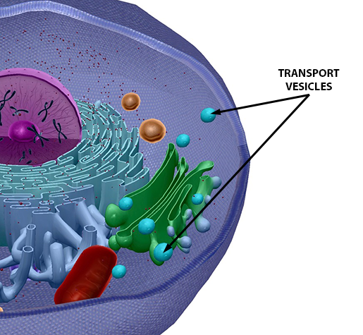 cellular-transport-vesicles