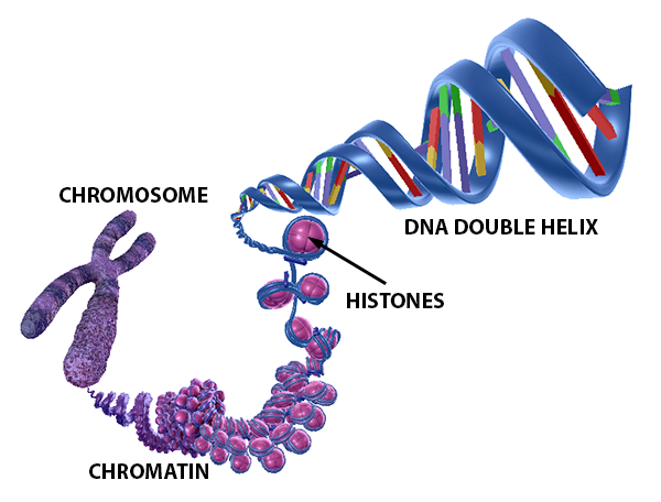dna-blog-post-eukaryotic-chromosome-vbio-2
