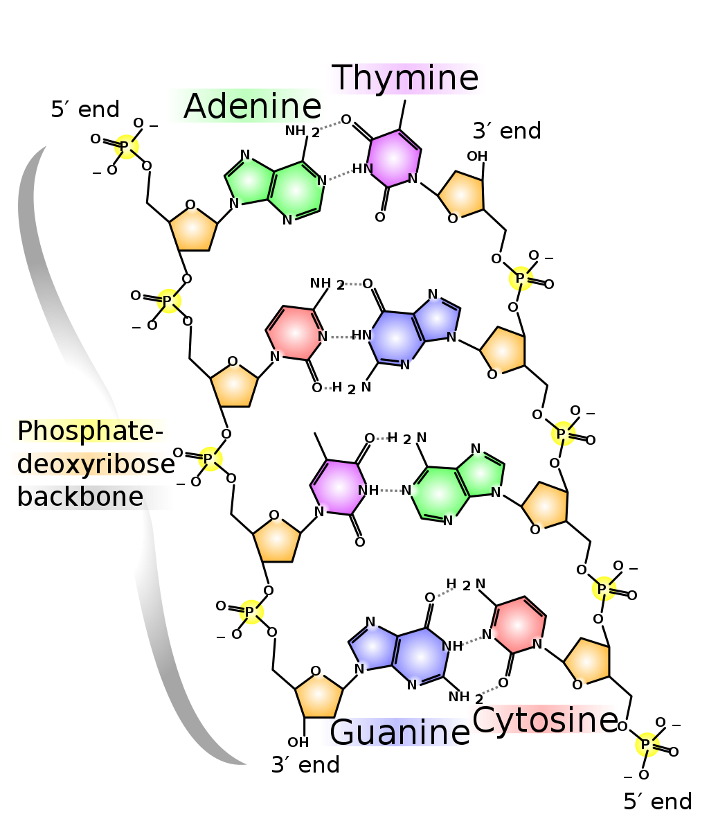 Dna Vs Rna Chart