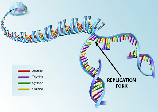 Replication Transcription Translation Chart