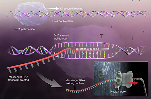 dna-rna-transcription