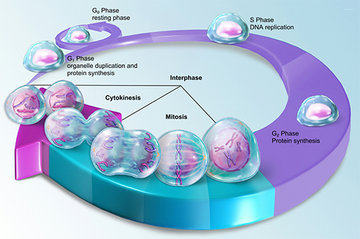 mitosis-cell-cycle