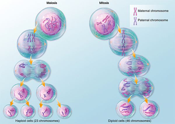 Mitosis Versus Meiosis Chart