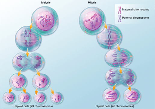 mitosis-vs-meiosis