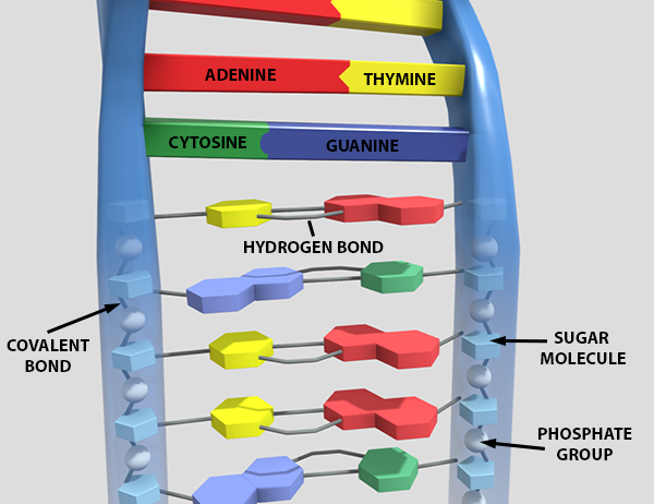 molecular-dna-screenshot-labels