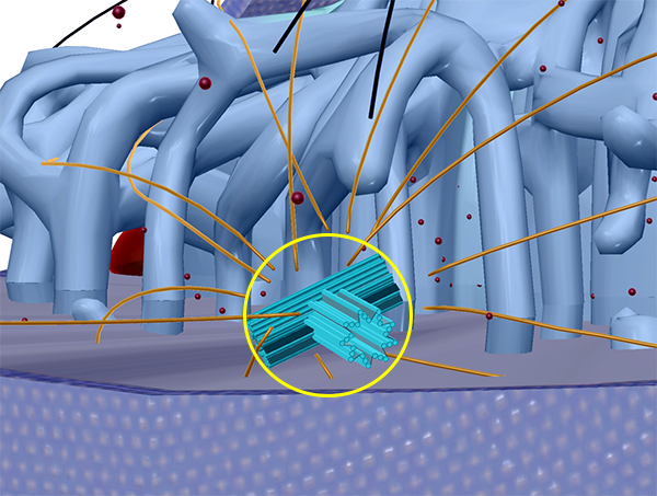 centrioles-highlighted