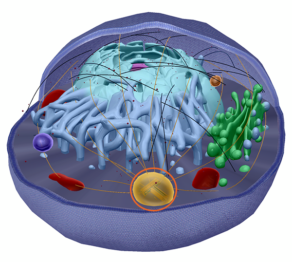 centrosome-w-pcm-2
