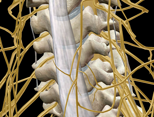 cervical-radiculopathy-cervical-vertebrae-and-peripheral-nerves