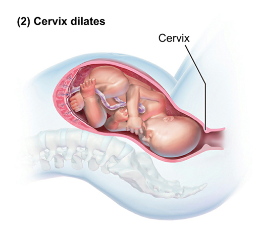 labor-stage-1-active