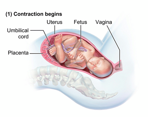 labor-stage-1-latent