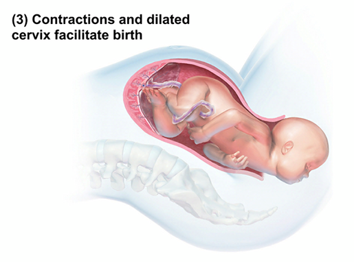 labor-stage-2-baby-delivery