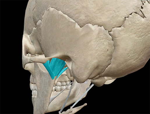 TMJ-Disorder