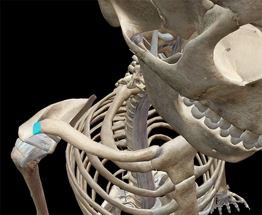 shoulder-seperation