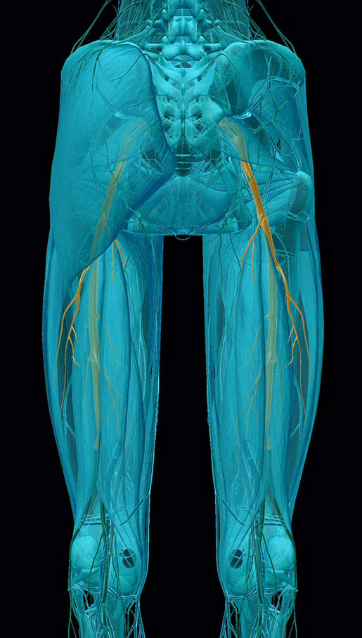 spinal-pathologies-sciatic-nerve