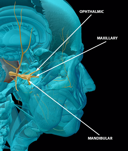 Trigeminal nerve (CN V): Anatomy, function and branches