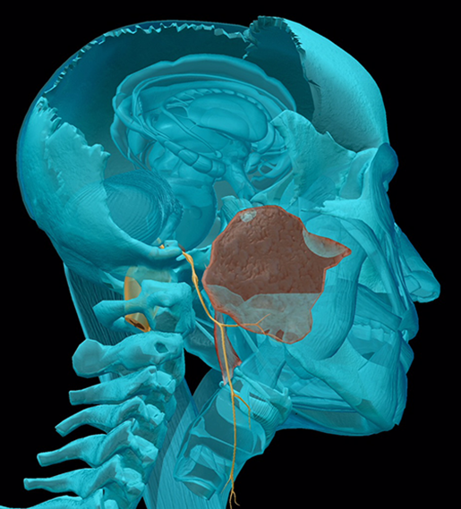 cranial-nerves-09-glossopharyngeal