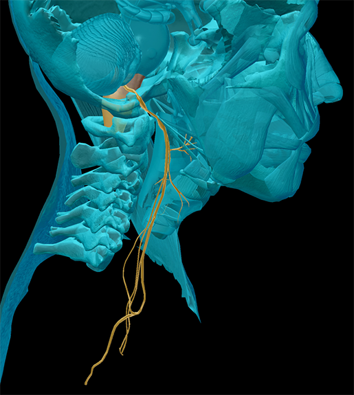 cranial-nerves-10-vagus