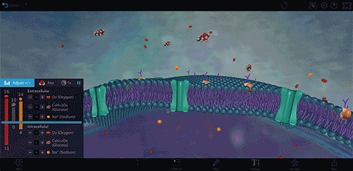 Sodium and oxygen diffusing across plasma membrane