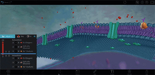 Oxygen diffusing across the plasma membrane