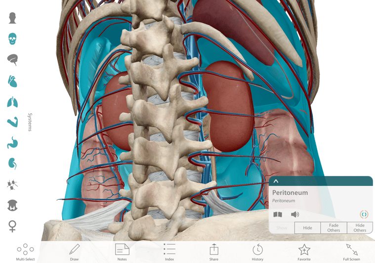 The Peritoneum in context, posteroinferior view