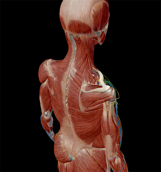 why is the study of anatomy and physiology important