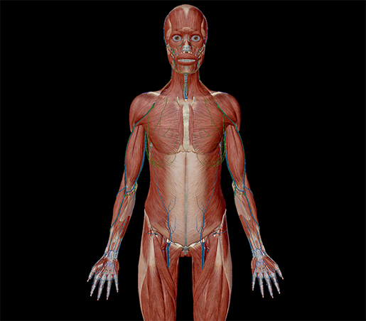 anatomy and physiology anatomical