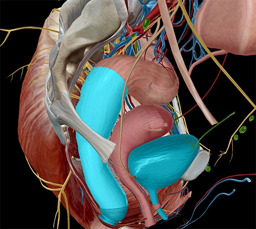 female-pelvis