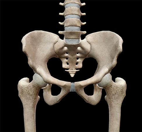 pelvic-cavity-girdle-anterior