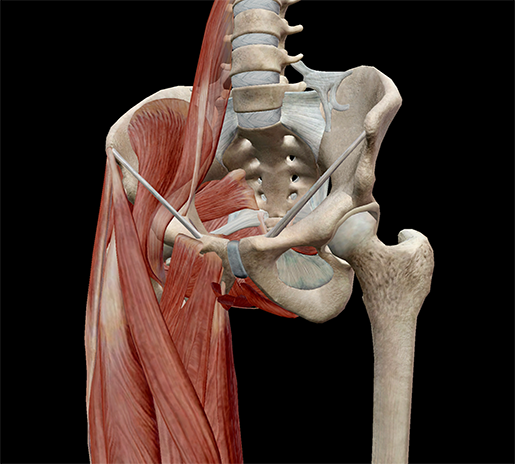 pelvic-cavity-walls-muscle-leg