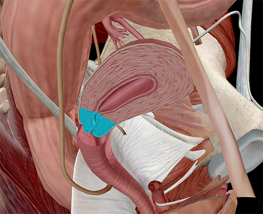 cervix-uterine-internal-vagina