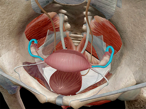 fallopian-tube-fimbriae-ovaries-ovum-uterus