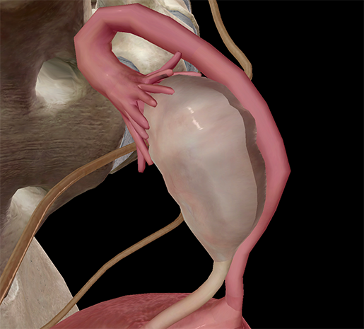 fimbriae-uterus-ovaries-fallopian