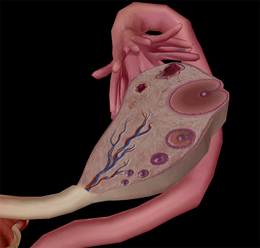 ovaries-progesterone-estrogen-gametes-ovum