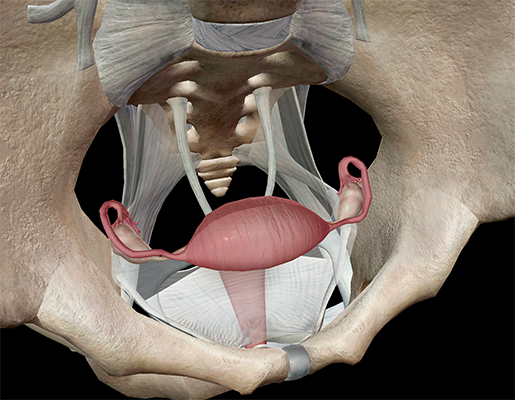 uterus-uterine-anatomy-ovaries-fallopian-tubes-fimbriae