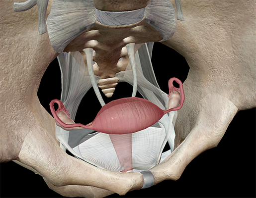 Anatomy And Physiology Internal Female Reproductive Anatomy