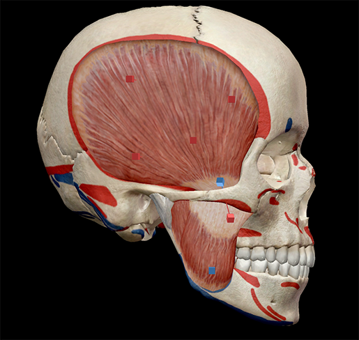 learn muscle anatomy muscles