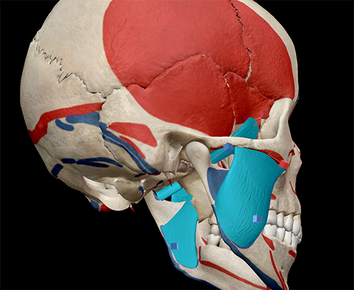 learn muscle anatomy muscles
