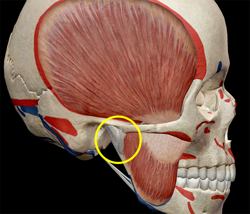 Learn Muscle Anatomy: Muscles of Mastication