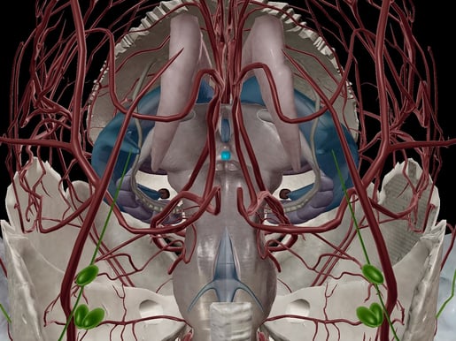 Feeling Hormonal: A Look at the Endocrine System